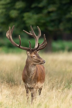 Çayırdaki kırmızı geyik