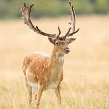 Yaz boyunca çayırda Fallow geyiği