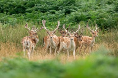 Yaz boyunca çayırda Fallow geyiği