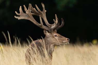 Yaz boyunca çayırda kızıl geyik