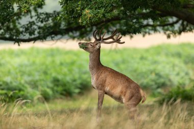 Yaz boyunca çayırda kızıl geyik