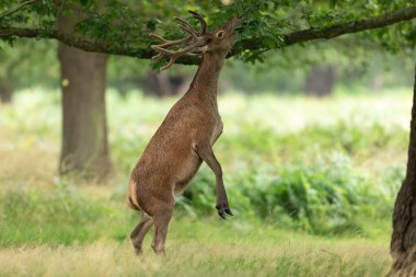 Yaz boyunca çayırda kızıl geyik
