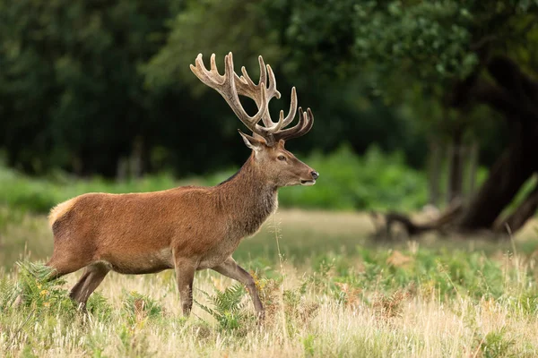 Cerf Rouge Dans Prairie — Photo