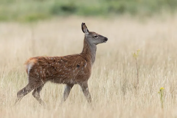 Jeune Cerf Rouge Dans Prairie — Photo