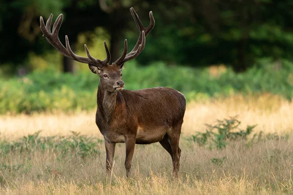 Red Deer Meadow — Stock Photo, Image