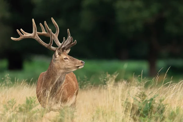 草地上的红鹿 — 图库照片