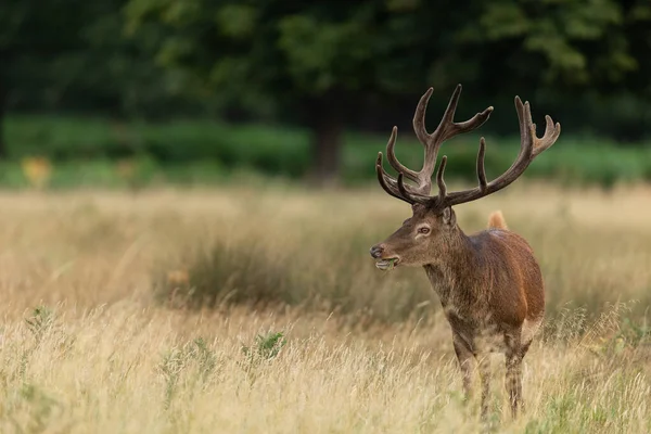 Cerf Rouge Dans Prairie — Photo