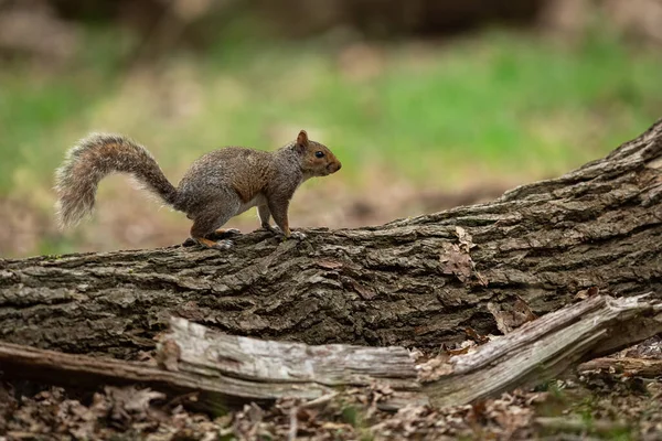 Eichhörnchen Spazieren Wald — Stockfoto