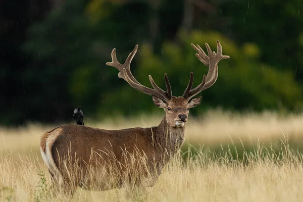 草原上的红鹿 — 图库照片