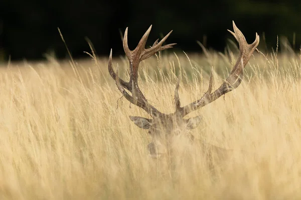 Cerf Rouge Dans Prairie Pendant Été — Photo