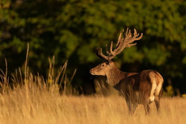 Cerf Rouge Dans Prairie Pendant Été — Photo