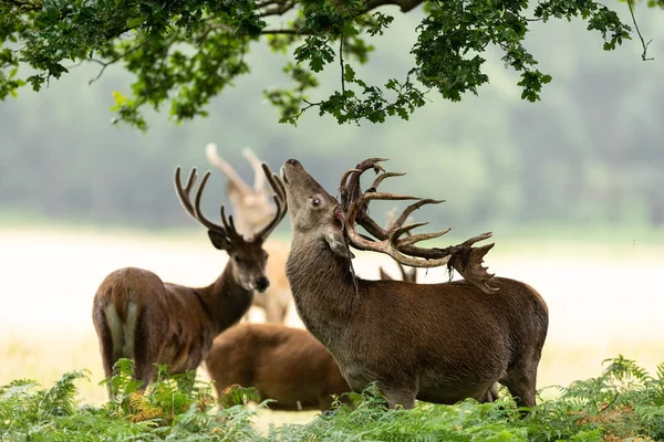 Rode Herten Wei Tijdens Zomer — Stockfoto