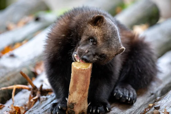 Wolverine Comendo Floresta Durante Outono — Fotografia de Stock
