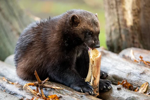 Wolverine Comendo Floresta Durante Outono — Fotografia de Stock