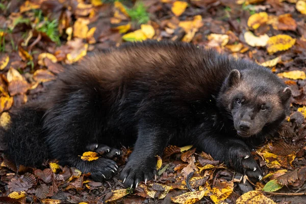 Wolverine Dormindo Floresta Durante Outono — Fotografia de Stock