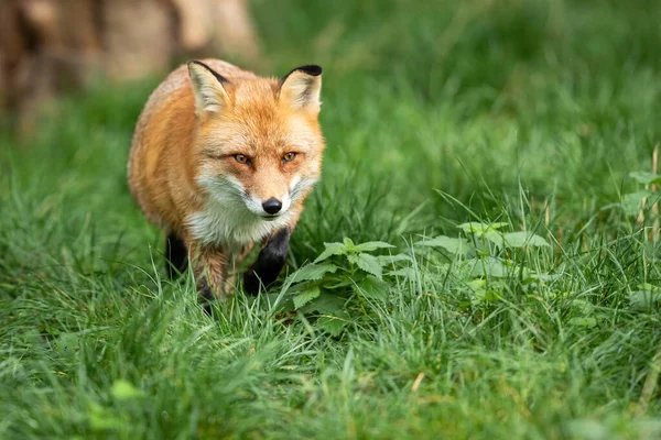 Rode Vos Het Bos Herfst — Stockfoto