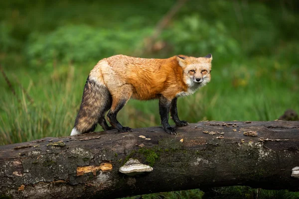 Κόκκινη Αλεπού Στο Δάσος Φθινόπωρο — Φωτογραφία Αρχείου