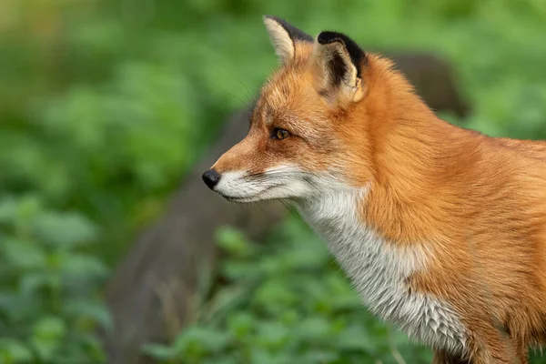 Portret Van Een Rode Vos Het Bos Herfst — Stockfoto