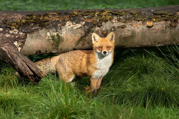 Κόκκινη Αλεπού Στο Δάσος Φθινόπωρο — Φωτογραφία Αρχείου