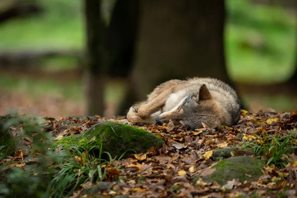 秋の間に森の中で寝ているオオカミ — ストック写真
