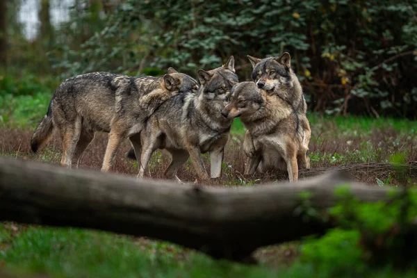 秋の森の中の灰色のオオカミの家族 — ストック写真