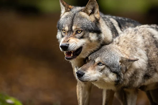 Portret Van Een Grijze Wolf Boos Het Bos Herfst — Stockfoto