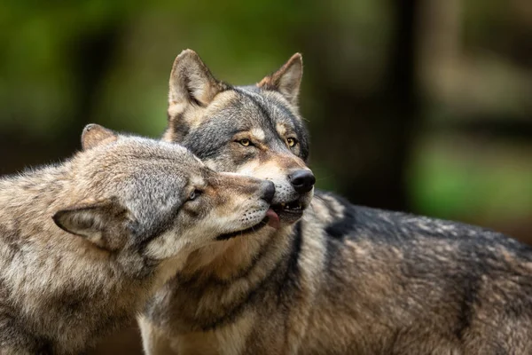 Retrato Lobo Gris Bosque Durante Otoño — Foto de Stock