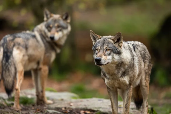 Dos Lobos Grises Bosque Durante Otoño — Foto de Stock