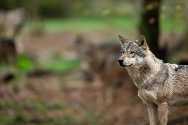 Γκρίζος Λύκος Στο Δάσος Φθινόπωρο — Φωτογραφία Αρχείου
