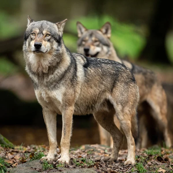 秋の森の中の二匹のオオカミ — ストック写真