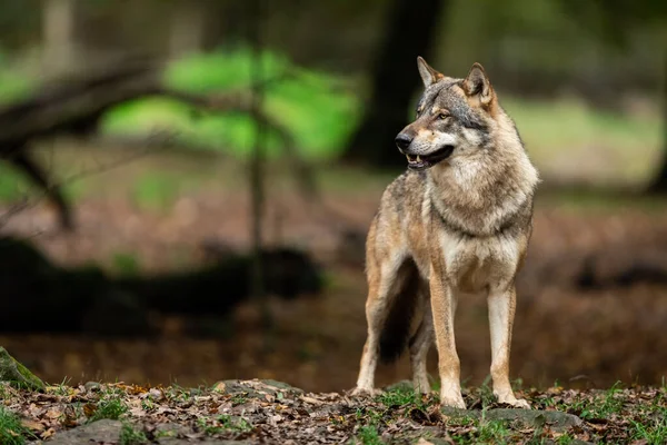 秋の森の中のオオカミ — ストック写真
