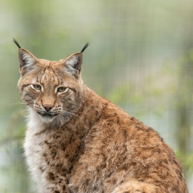 Sonbaharda ormanda bir vaşağın portresi