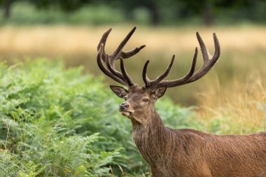 Çayırdaki kırmızı geyik