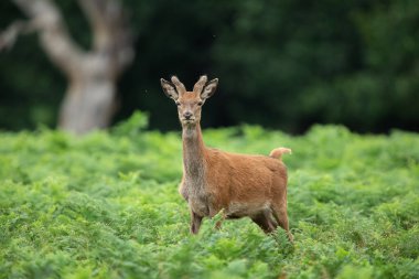 Çayırdaki kırmızı geyik 