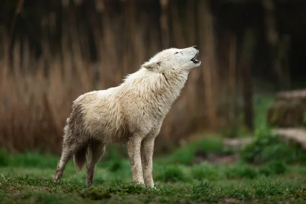 Howling Lupo Bianco Nella Foresta — Foto Stock