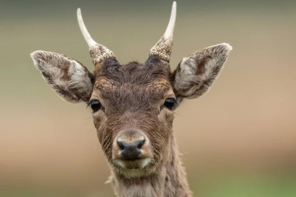 Portrait Cerf Jachère Dans Prairie — Photo