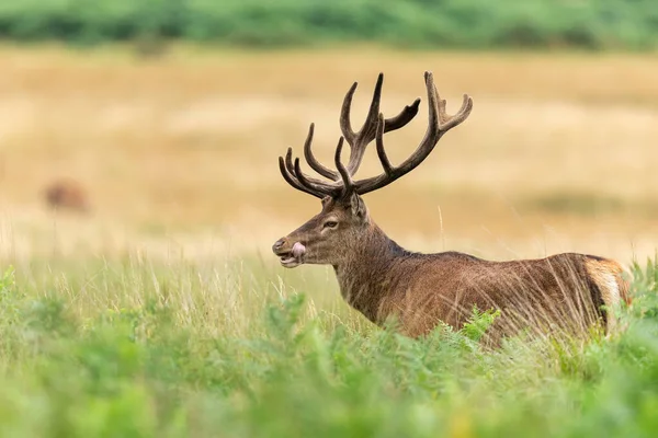 草地上的红鹿 — 图库照片