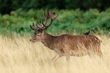 Çayırdaki kırmızı geyik 