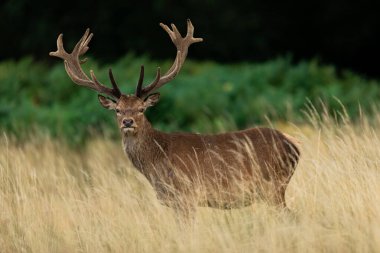 Çayırdaki kırmızı geyik 