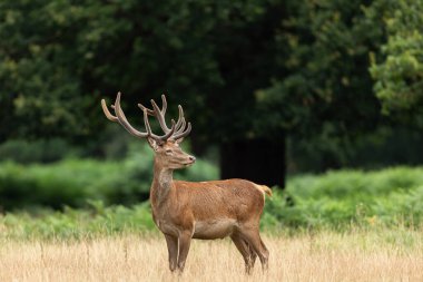 Çayırdaki kırmızı geyik 