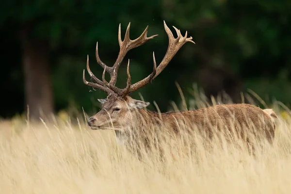 Cerf Rouge Dans Prairie — Photo