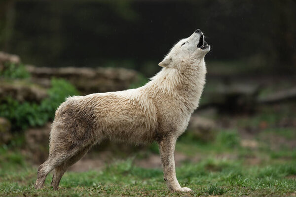 Howling of a white wolf in the forest