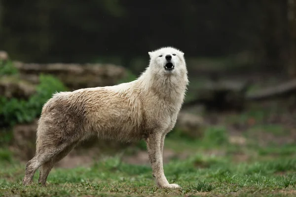 Uivando Lobo Branco Floresta — Fotografia de Stock