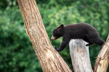 Genç Amerikalı Siyah Ayı ağaca tırmanıyor.