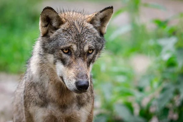 Lobo Gris Bosque — Foto de Stock