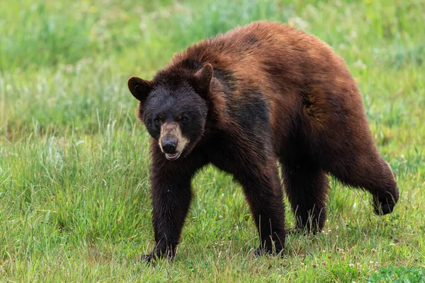 Orso Nero Americano Che Combatte Nel Prato — Foto Stock