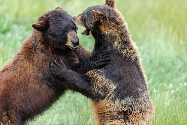 美国黑熊在草地上战斗 — 图库照片