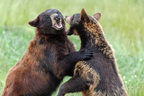 Urso Negro Americano Lutando Prado — Fotografia de Stock