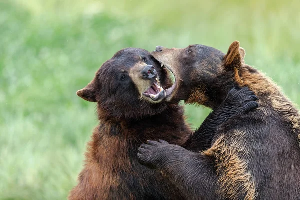 Oso Negro Americano Luchando Prado —  Fotos de Stock