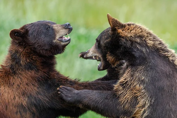 Американский Черный Медведь Сражается Лугу — стоковое фото